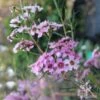 Chamelaucium RASPBERRY RIPPLE™ - Waxflower