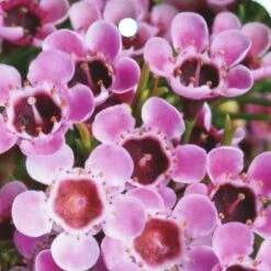 Chamelaucium Cha Cha - Waxflower -Australian Plants Online Sales chamelaucium cha cha