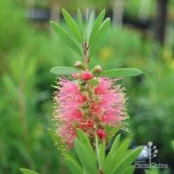 Callistemon Pink Champagne -Australian Plants Online Sales champagne callistemon