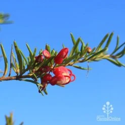 Grevillea Cherry Ripe 11 Grevillea Cherry Ripe -Australian Plants Online Sales cherry ripe flower 1