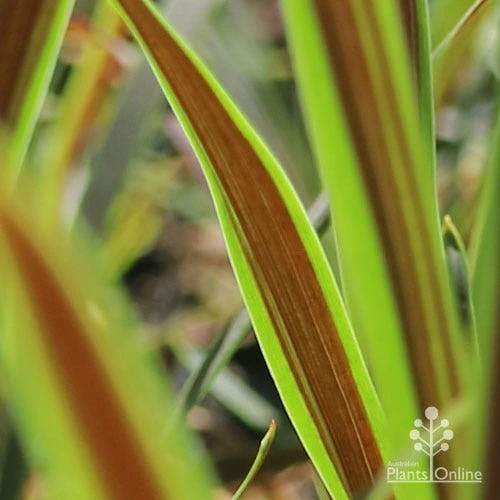 Cordyline Australis Choc Mint 3 Cordyline Australis Choc Mint