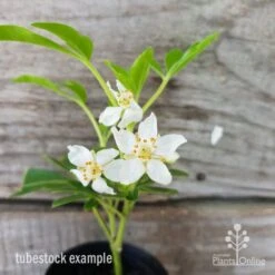 Choisya - Mexican Orange Blossom -Australian Plants Online Sales choisya tubestock