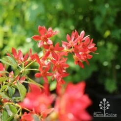 Ceratopetalum Alberys Red - Christmas Bush -Australian Plants Online Sales christmas bush flowers