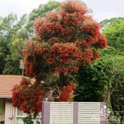 Ceratopetalum Alberys Red - Christmas Bush -Australian Plants Online Sales christmas bush tree 500 1