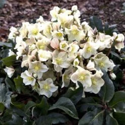 Hellebore Cinnamon Snow - Winter Rose -Australian Plants Online Sales cinnamon snow garden 1