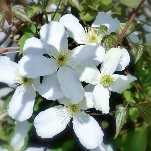 Clematis Montana Alba 3 Clematis Montana Alba