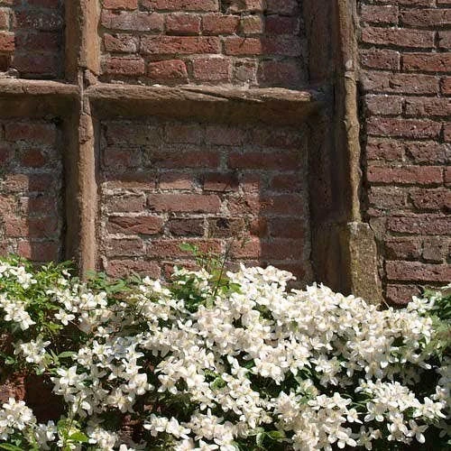 Clematis Montana Alba 4 Clematis Montana Alba - Image 2