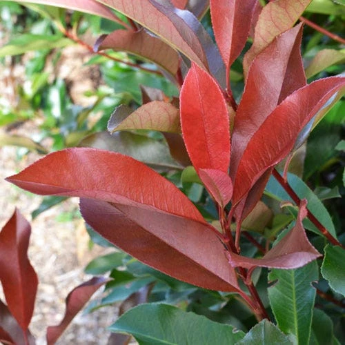 Photinia Red Robin 4 Photinia Red Robin - Image 2
