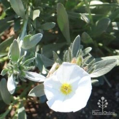 Convolvulus Cneorum - Silverbush -Australian Plants Online Sales cneorum flower sun
