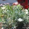 Convolvulus Cneorum - Silverbush -Australian Plants Online Sales cneorum nursery
