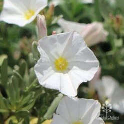 Australian Plants Online Sales -Australian Plants Online Sales convolvulus cneorum flowers sun