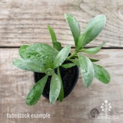 Convolvulus Cneorum - Silverbush -Australian Plants Online Sales convolvulus cneorum leaf 1