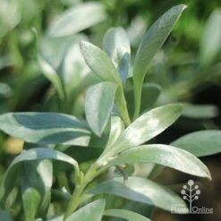 Convolvulus Cneorum - Silverbush -Australian Plants Online Sales convolvulus silverbush foliage