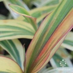 Cordyline Fruticosa Early Morning Diamond -Australian Plants Online Sales cordyline emd close