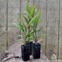 Cordyline Fruticosa Purple Prince -Australian Plants Online Sales cordyline purple prince pots 1