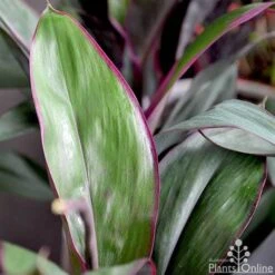 Cordyline Fruticosa Purple Prince