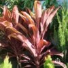 Cordyline Fruticosa Rubra -Australian Plants Online Sales cordyline rubra new