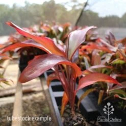Cordyline Fruticosa Rubra -Australian Plants Online Sales cordyline rubra tubestock