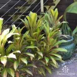 Cordyline Fruticosa Early Morning Diamond -Australian Plants Online Sales cordyline steves garden