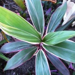 Cordyline Fruticosa Pink Diamond -Australian Plants Online Sales cordyline pink diamond 1
