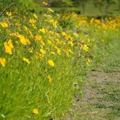 Coreopsis - Seed -Australian Plants Online Sales coreopsis border