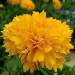 Coreopsis - Seed -Australian Plants Online Sales coreopsis grandiflora