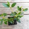 Correa Dinner Bells 1 Correa Dinner Bells -Australian Plants Online Sales correa dinner bells tubestock