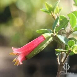Correa Dusky Bells -Australian Plants Online Sales correa dusky bells flower closeup