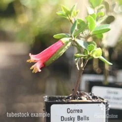 Correa Dusky Bells -Australian Plants Online Sales correa dusky bells tubestock in flower