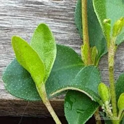 Correa Nummulariifolia - Roundleaf Correa -Australian Plants Online Sales correa nummularifolia closeup