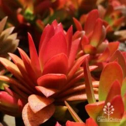 Crassula Campfire - Succulent 15 Crassula Campfire - Succulent -Australian Plants Online Sales crassula side view