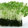Cress - Seed