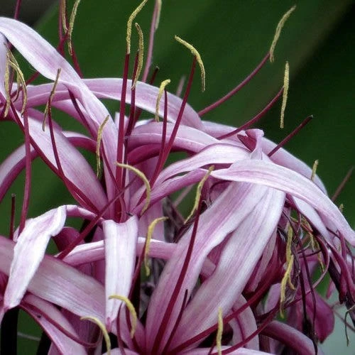 Crinum Wine Time - Swamp Lily 3 Crinum Wine Time - Swamp Lily