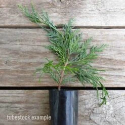 Cupressocyparis Naylors Blue - Leyland Cypress -Australian Plants Online Sales cupressocyparis naylors blue 1 edited