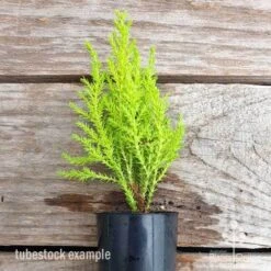 Cupressus Lemon Scent - Lemon Cypress -Australian Plants Online Sales cupressus lemon scent