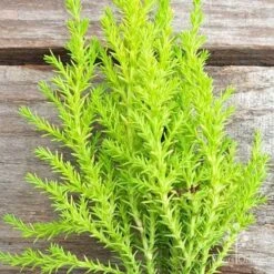 Cupressus Lemon Scent - Lemon Cypress -Australian Plants Online Sales cupressus lemon scent crop