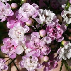 Chamelaucium Dancing Queen - Waxflower -Australian Plants Online Sales dancing queen