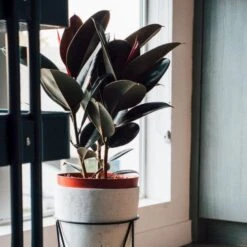 Ficus Elastica Burgundy - Rubber Plant -Australian Plants Online Sales dark ficus elastica