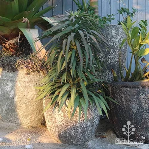Yucca Desmetiana 4 Yucca Desmetiana - Image 2