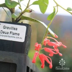 Grevillea Deua Flame 28 Grevillea Deua Flame -Australian Plants Online Sales deua flame flower