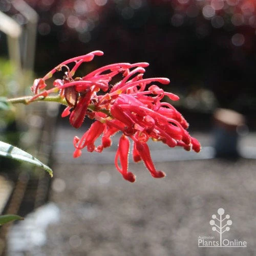 Grevillea Deua Flame 8 Grevillea Deua Flame - Image 6