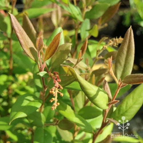 Grevillea Deua Flame 18 Grevillea Deua Flame - Image 16
