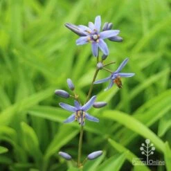 Dianella Petite Marie -Australian Plants Online Sales dianlla petite marie flowerspike