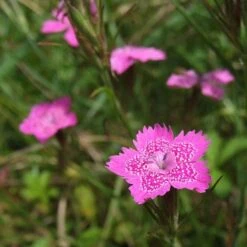Dianthus - Maiden Pink - Seed 8 Dianthus - Maiden Pink - Seed -Australian Plants Online Sales dianthus maiden 2