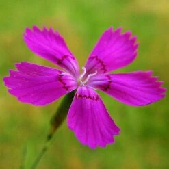 Dianthus - Maiden Pink - Seed 9 Dianthus - Maiden Pink - Seed -Australian Plants Online Sales dianthus maiden 3