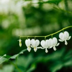 Dicentra Alba - Bleeding Heart - 75mm BIGGER Size -Australian Plants Online Sales dicentra alba stem