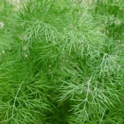 Dill - Seed -Australian Plants Online Sales dill foliage