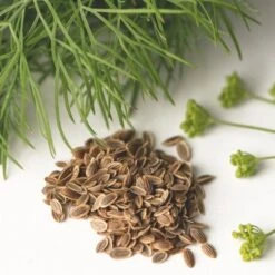 Dill - Seed -Australian Plants Online Sales dill seed leaf flower
