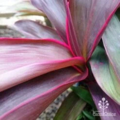 Australian Plants Online Sales -Australian Plants Online Sales dsc 6441 2