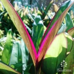 Cordyline Fruticosa Purple Prince -Australian Plants Online Sales dsc 6544 2